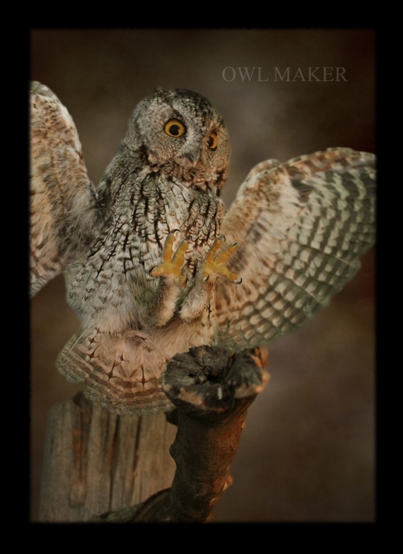 screech owl taxidermy